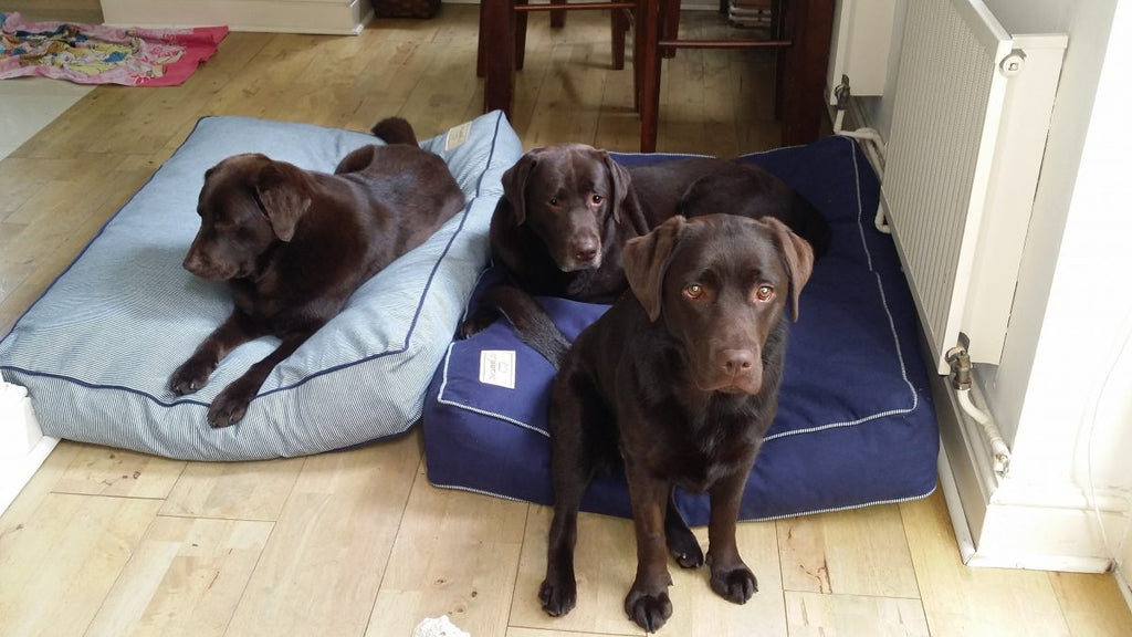 THE DOGS ARE LITERALLY IN HEAVEN!